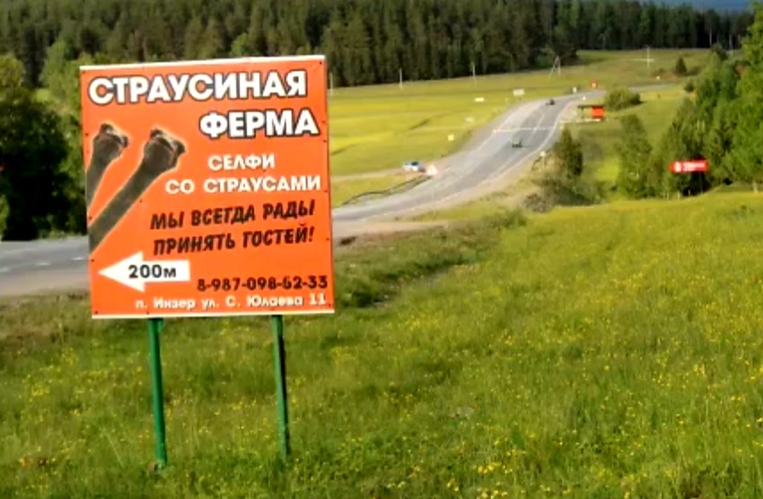 Оранжевый щит «Страусиная ферма» на обочине, за ним дорога уходит между хвойных склонов.